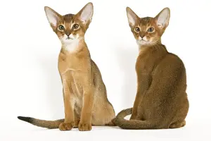 White Background Cat Pictures Drucke: Cats - Abyssinian - in studio