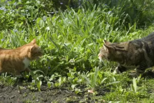 Tabby Cat Breeds Drucke: Cats - Ginger and Tabby facing off to each other