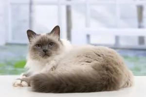 Katze - birmanische Katze