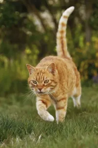 Mammals In Garden Drucke: Cat - Ginger