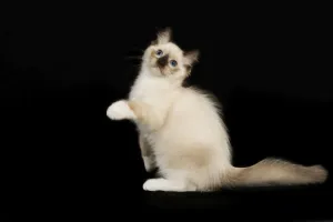Ragdoll Cat Breed Drucke: Cat - Ragdoll