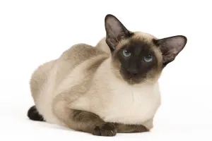 Siamese Cat Breeds Drucke: Cat - Siamese