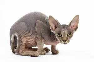 Katze - Sphingenkitten, vier Monate alt