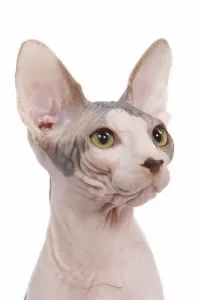 White Background Cat Photos Drucke: Cat - Sphinx in studio
