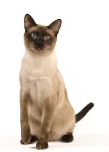 Katze aus Thailand