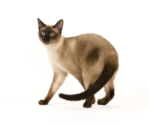 Short Haired Domestic Cats Drucke: Cat - Thai