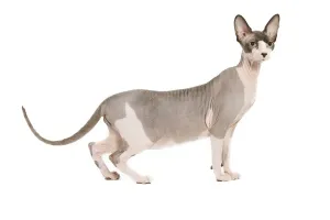 Personalized Pet Portraits Drucke: Dog - Sphinx