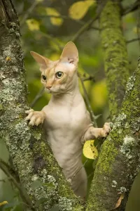 Unique Pet Photography Drucke: Sphynx Cat - in tree