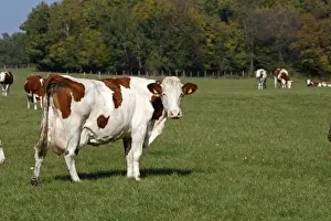 Agricultural Farming Images Drucke: Cattle - cows in field