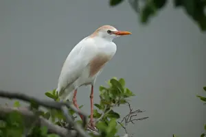 Ardea Wildlife Prints Drucke: Cattle Egret