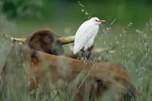 Portugal Nature Images Drucke: Cattle Egret - resting on cows back, Alentejo, Portugal
