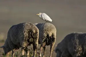 M Watson Photographer Drucke: Cattle Egret on sheep