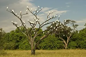 African Wildlife Artwork Drucke: Cattle Egrets - In tree - Okavango Delta - Botswana