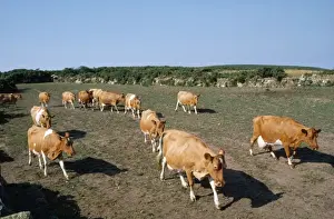 Mammal Breeds Drucke: Cattle - Guernsey Cows