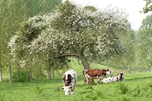 Farm Animals Grazing Drucke: Cattle - Normandy Cows under tree in blossom
