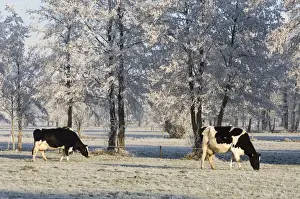 Black And White Cattle Drucke: Cattle - in snow