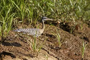 Ardea Wildlife Prints Drucke: caurale soleil