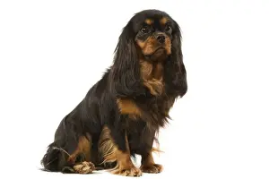 Unique Animal Wall Decor Ideas Drucke: Cavalier King Charles