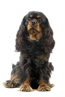 Ritterbüchsenkönigspanieler