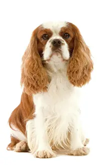 Ritterbüchsenkönigspanieler