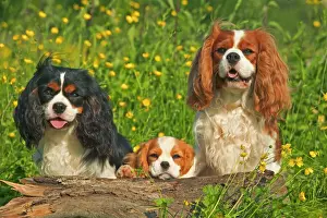 Drucke von LA-1326 Kavallerie-King Charles-Spanieler - drei sitzend hinter Loge Jean-Michel LaBat Bitte beachten Sie Hunde (Haushunde) Drucke: Ritterbüchsenkönigspanieler - drei sitzend hinter Baum