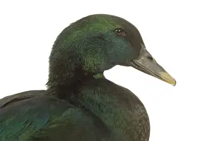 Jean Michel Labat Artwork Drucke: Cayuga Duck - in studio
