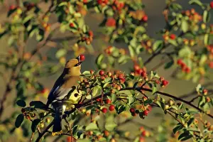Tom And Pat Leeson Photos Drucke: Cedar Waxwing - in crabapple tree. Montana, Western USA, Summer. B8059