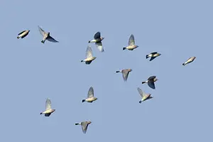 Jim Zipp Photography Prints Drucke: Cedar Waxwing - flock in fall migration. October, CT, USA
