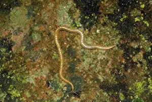 Insect Photography Prints Drucke: Centipede - luminous