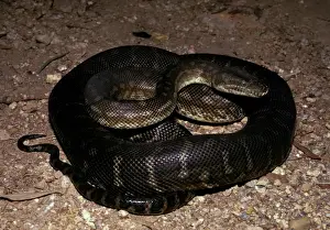 Northern Territory Wildlife Photos Drucke: Centralian carpet python - has heat sensory pits. Can reach 2. 5 metres