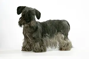 John Daniels Wildlife Photos Drucke: Cesky Terrier