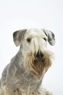 Tschechischer Terrier