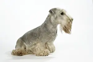 Tschechischer Terrier