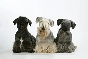 Personal Use Pet Prints Only Drucke: Cesky Terriers - three