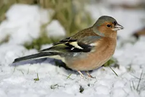 Winter Bird Images UK Drucke: Chaffinch - On ground in snow