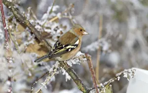 M Watson Wildlife Photographer Drucke: Chafinch