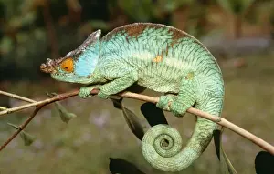 Unique Animal Wall Art Drucke: Chameleon Madagascar
