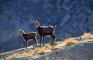 Stefan Meyers Photographer Drucke: Chamois