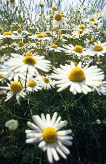 Wildflower Close Up Drucke: Chamomile - July