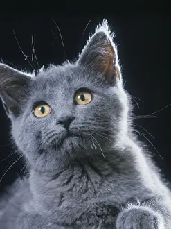 Kurzhaar-Katze