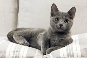 Blue Cat Breeds Drucke: Chartreux Kitten