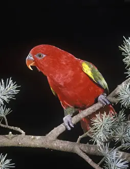 Parrot Species Identification Drucke: Chattering Lory