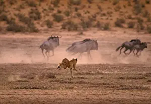 Löwe jagt Wildebeest/Gnus im Kalahari-Gemsbok-Park Südafrika