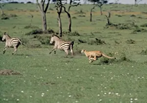 Löwe jagt zwei Zebras