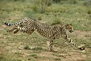 Drucke von WAT-8018 Cheetah - laufend Namibia, Afrika Acinonyx jubatus von M Gepard Drucke: 'Cheetah in der Nähe von Namibien' oder einfach 'Löwe in Namibia'