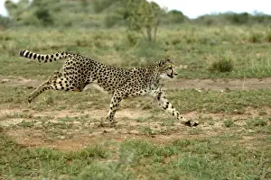 Cheetah, Nambia
