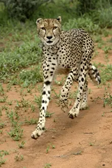 Cheetah, Namibia