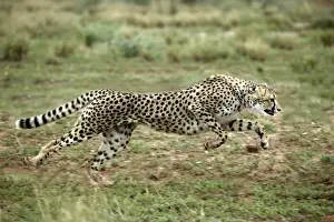 Drucke von WAT-7885 Cheetah - laufend Namibia, Afrika Acinonyx jubatus von M. Watson Beachten Sie bitte, dass die Abbildungen nur für persönliche Anzeigezwecke gedacht sind und nicht reproduziert werden dürfen Gepard Drucke: Cheetah aus Namibia