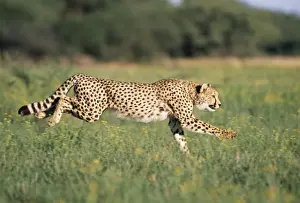 John Daniels Photographer Work Drucke: Cheetah Running, sequence 1 A
