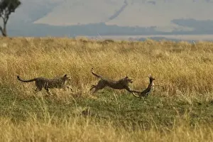 Cheetah Conservation Images Drucke: Cheetahs Two chasing prey TransMara, Maasai Mara, Kenya, Africa